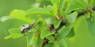 夏天蜘蛛栖息在植物的树枝上。野生动物保护区的动物