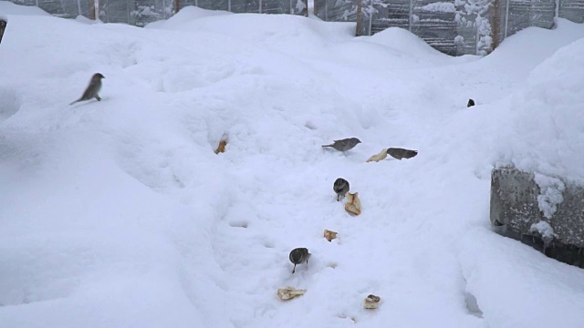 海鸥在雪地上偷麻雀的面包