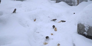 海鸥在雪地上偷麻雀的面包
