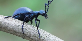 野生动物中的水疱甲虫。夏天在树枝上的深蓝色甲壳虫