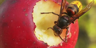 大黄蜂在树枝上吃苹果