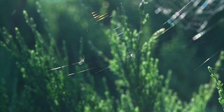 一只蜘蛛在一个晴朗的日子里在黑暗的背景上织网