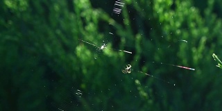 一只蜘蛛在一个晴朗的日子里在黑暗的背景上织网