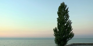 白杨树映衬着黎明前的天空和大海