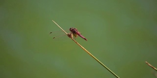 蜻蜓在河极端近距离。被称为蜻蜓的小昆虫动物在中午出没于河面。蜻蜓的特写镜头。