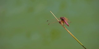 蜻蜓在河极端近距离。被称为蜻蜓的小昆虫动物在中午出没于河面。蜻蜓的特写镜头。