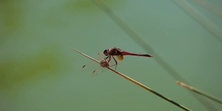 蜻蜓在河极端近距离。被称为蜻蜓的小昆虫动物在中午出没于河面。蜻蜓的特写镜头。