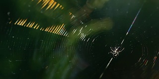 夏日阳光下蜘蛛网上的彩色魔术游戏。蜘蛛网上的蜘蛛在大自然中有着五颜六色的闪光。