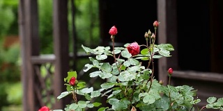 花园里枝上的红玫瑰