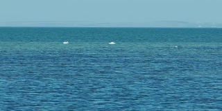 两只天鹅在海里游泳
