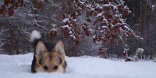 冬日森林里散步的威尔士柯基犬。