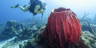 一名潜水员在库拉索岛附近的加勒比海珊瑚礁上，巨大的海绵在前景中