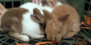 可爱的毛绒绒的浅棕色和白色的小兔子