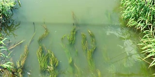 河里的藻类