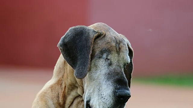 独眼的狗。单眼纯种大丹犬的肖像