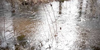 春木被水淹没了，并被冰冻住了