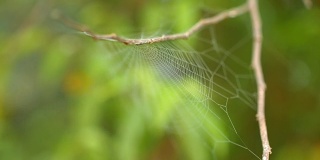 特写蜘蛛网迎风与绿色自然背景