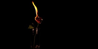 燃烧的玫瑰在黑色背景，慢镜头