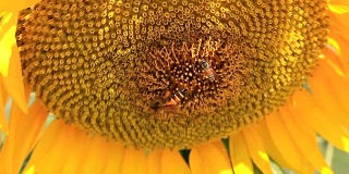 蜜蜂飞着黄色的向日葵