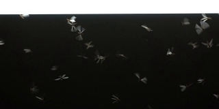 昆虫在荧光灯周围飞来飞去