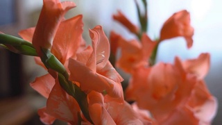 桌上的花瓶里放着一束橙色的剑兰。FullHD视频素材模板下载