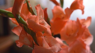 桌上的花瓶里放着一束橙色的剑兰。FullHD视频素材模板下载