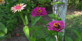 有不同等级的花的花坛。阳光明媚的一天。大黄蜂坐在一朵花上。FullHD