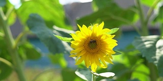 夏日阳光明媚的日子里，一株年轻的向日葵在风中摇摆。蜜蜂从花中采集花蜜。近距离射击。FullHD