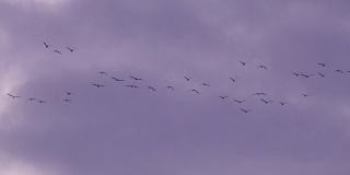 一群鸟儿飞过粉红色的晚霞天空背景