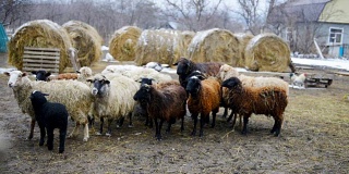 冬天在家里站着的羊群