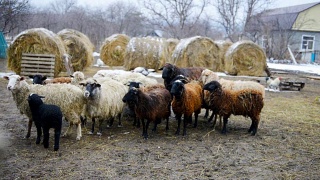 冬天在家里站着的羊群视频素材模板下载