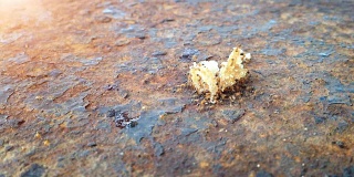 蚂蚁与食物在生锈的桌子上
