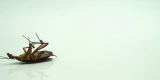 蟑螂(Blattella asahinai)被喷洒杀虫剂后，就落在了白色的地面上。哮喘和过敏的诱因。用于宣传杀虫剂概念。