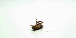 蟑螂被喷上杀虫剂躺在白色的背景上。哮喘和过敏的诱因。用于宣传杀虫剂概念。