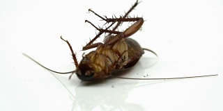 蟑螂被喷上杀虫剂躺在白色的背景上。哮喘和过敏的诱因。用于宣传杀虫剂概念。