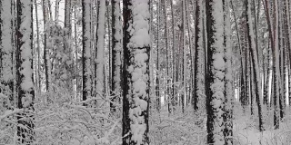 冬天白雪覆盖的forest_4