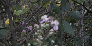 野黑莓在秋天开花