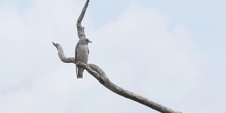 树枝上的鸟，白色的背景。