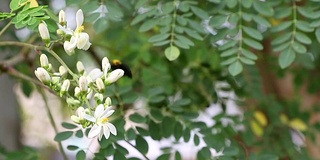 在自然界中以花蜜和花粉为食的木蜂