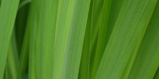 绿草宏美丽的夏日背景。高清视频素材1920x1080静态摄像头