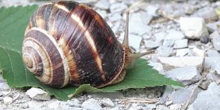带壳葡萄蜗牛
