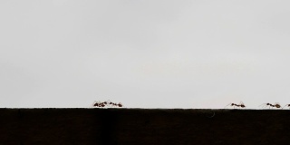 红蚂蚁在水泥墙上行走