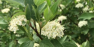 春天开花。绿叶丛中的白色花朵。一只昆虫蹲在花上。