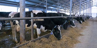 现代农场。奶牛在马厩里进食。