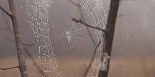 近距离拍摄的蜘蛛网与水滴附着