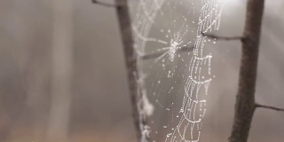 近距离拍摄的蜘蛛网与水滴附着