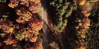 鸟瞰图的道路在秋季海岸森林。