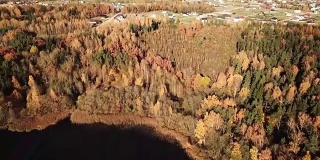 鸟瞰图的秋季海岸森林。