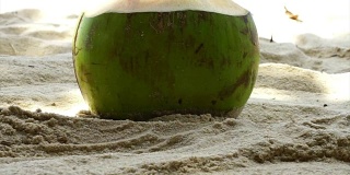 沙滩上的椰子帕通