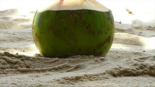 沙滩上的椰子帕通视频素材模板下载